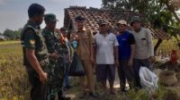 Babinsa Koramil 1708/Sukahaji Dampingi Kegiatan Pengubinan di Poktan Kayujaran Desa Palabuan