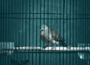 Perkutut Burung Sakral dan Simbol Keberuntungan dalam Budaya Jawa