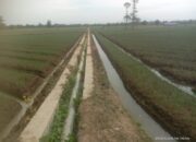 Penanaman Bawang Merah di Pasindangan Diduga Belum Penuhi Legalitas
