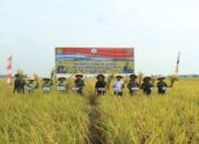 Panen Raya di Desa Bantarwaru, Dandim 0617/Majalengka Turun Langsung Bersama Petani