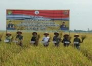 Petani di Majalengka Menyambut baik Turunya Harga Pupuk Subsidi sebesar 20 Persen.