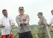Kapolres Nganjuk Tinjau Panen Raya Tomat Dukung Program Ketahanan Pangan dan MBG