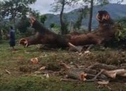 Warga Maja Utara Tolak Penebangan 5 Pohon Besar, Rencanakan Besok Aksi di Balai Desa