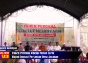 Panen Perdana Cibelut Melon Farm, Wujud Inovasi Pertanian Desa Ancaran