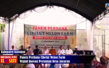 Panen Perdana Cibelut Melon Farm, Wujud Inovasi Pertanian Desa Ancaran