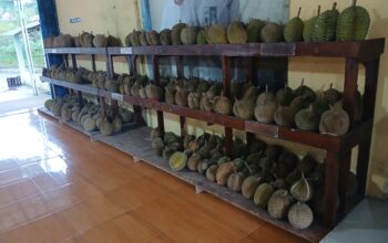 Menjelajah Cita Rasa Durian di Kios Durian Pak Rakhmat Sindangwangi Majalengka