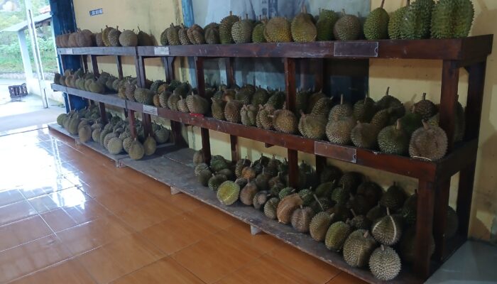 Menjelajah Cita Rasa Durian di Kios Durian Pak Rakhmat Sindangwangi Majalengka