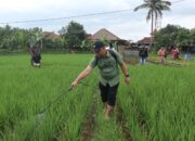 Petani Mengeluhkan Gangguan Tanaman Padi,Kadiskatan Langsung Gercep