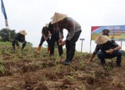 Polres Kuningan Dan Diskatan Tanam Jagung Serentak di 27 Lokasi Capai 22 Ha