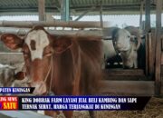 King Dobrak Farm Layani Jual Beli Kambing dan Sapi Berkualitas di Kuningan