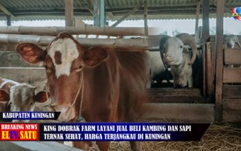 King Dobrak Farm Layani Jual Beli Kambing dan Sapi Berkualitas di Kuningan