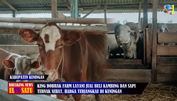 King Dobrak Farm Layani Jual Beli Kambing dan Sapi Berkualitas di Kuningan
