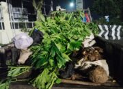 11 Warga Longkewang Diamankan usai Diduga Curi Porang di Singkup