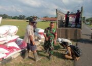 Pendampingan Babinsa Berbuah Manis, Gabah Petani Mekarjaya Diserap Bulog Rp6.500/Kg