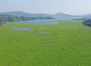 Pertumbuhan Eceng Gondok di Waduk Darma Dinilai Cerminan Lemahnya Antisipasi Risiko Lingkungan