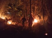 Kebakaran Lahan Rumpun Bambu di Palasah, Babinsa dan Warga Bergerak Padamkan Api