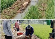 Proyek Peningkatan Jaringan Irigasi P3-TGAI di Desa Karangasem Blok Ludoyong, Diduga Tak Sesuai Spesifikasi dan Dikeluhkan Petani