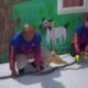 King Cobra 3,5 Meter Dievakuasi dari Pesantren