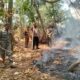 Kebun Bambu di Area Pemakaman Cikeusik Membara, Dua Hektare Lahan Hangus Dilalap Si Jago Merah!