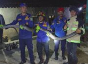 King Cobra Muncul di Halaman Rumah, Warga Panik! Damkar Kuningan Bergerak Cepat