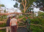 Akses Lewikidang-Girimukti Sempat Lumpuh Total! Pohon Tumbang Diterjang Angin Kencang, Begini Kondisinya Sekarang