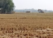 Pengupasan Tanah Sawah di Desa Kendayakan Blok Karangkibot, Alat Excavator Diduga Pakai BBM Jenis Solar Bersubsidi